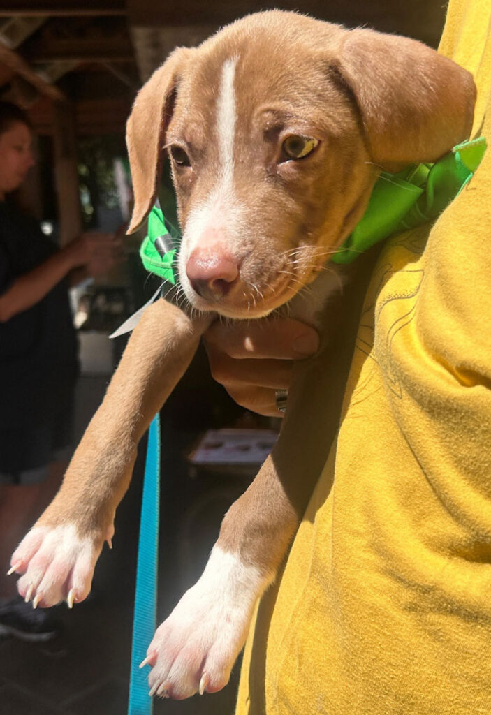 A recently adopted PAWS rescue now has his forever home.
