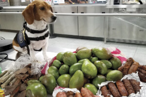 Beagle Brigade member signaling confiscated food stash.