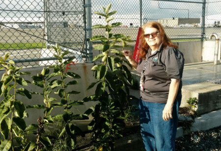 Monarch Butterflies at JFK Airport Buterflies Ark JFK 1 Metropolitan Airport News