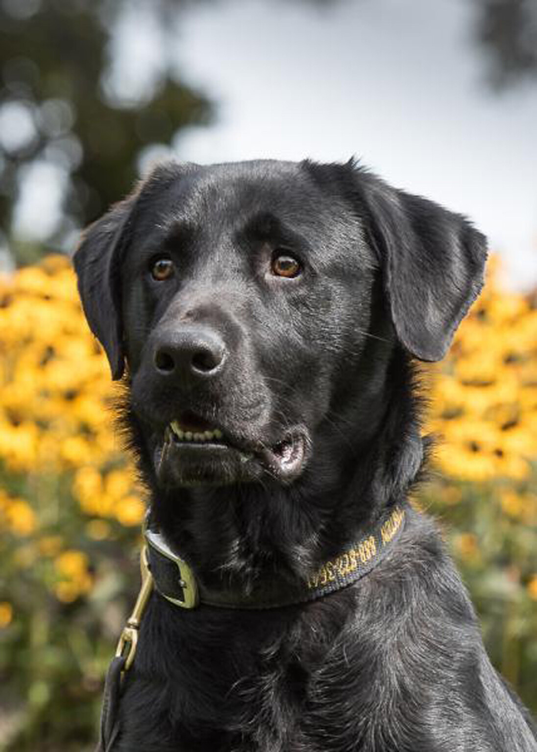 CBP Agriculture K-9 Bobo