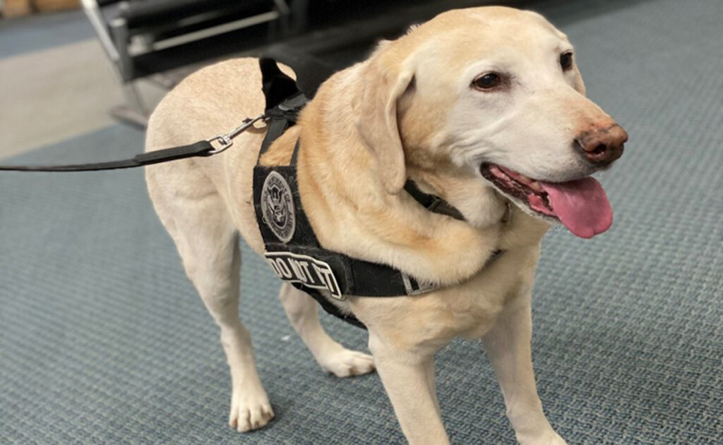 COOPER THE DOG BRAGS ABOUT HIS SECURITY CREDENTIALS Metropolitan Airport News