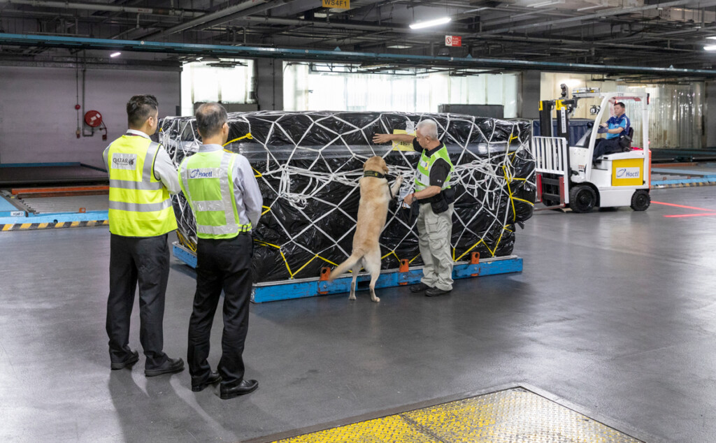 Qatar Airways Cargo and Hactl partner in canine detection to sniff out lithium batteries.