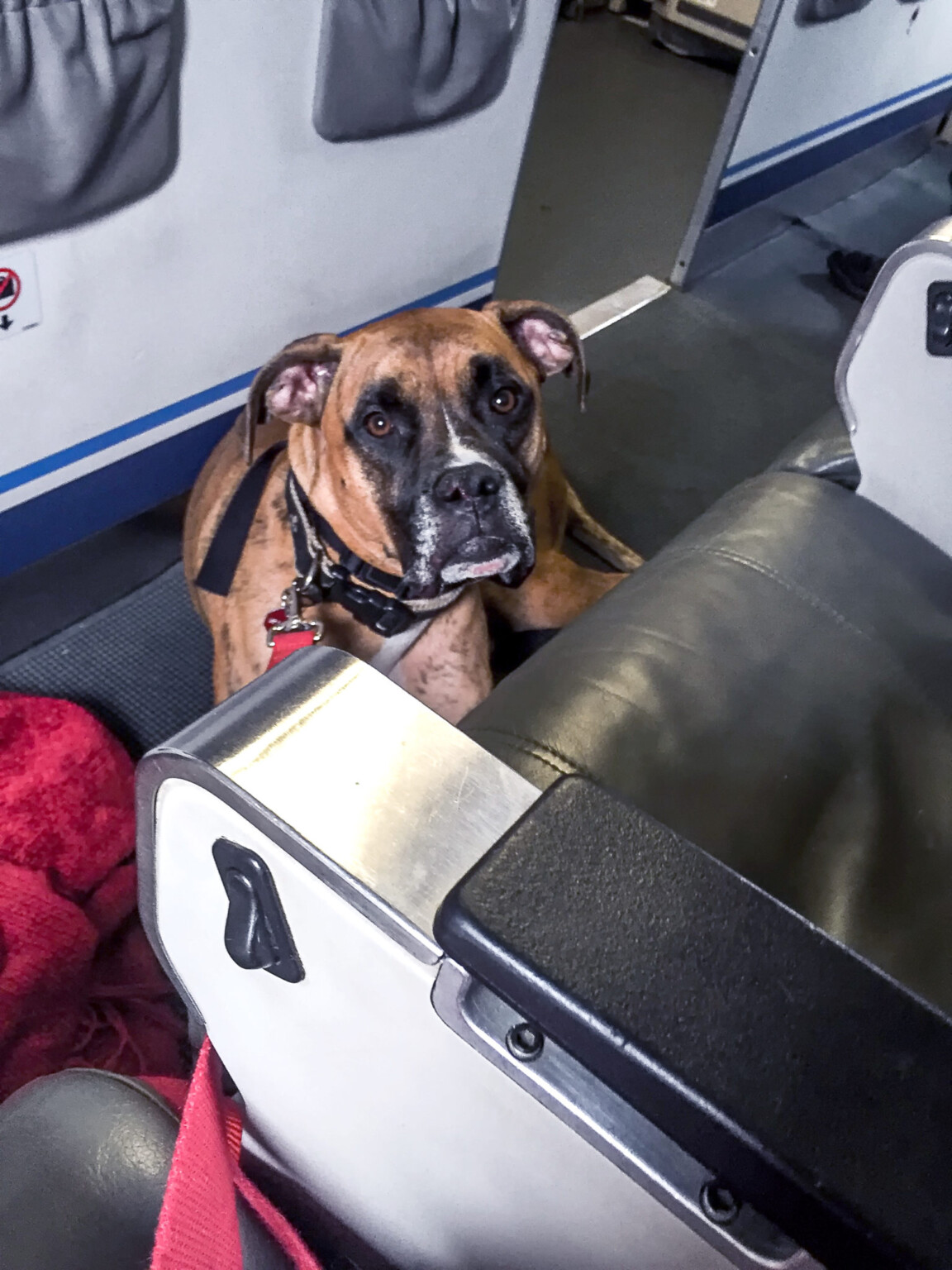 Delta Airplane service dog Metropolitan Airport News