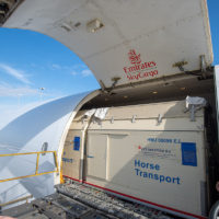 Emirates SkyCargo Horses 0016 Metropolitan Airport News