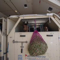 Emirates SkyCargo Horses 0046 Metropolitan Airport News