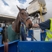 Emirates SkyCargo Horses 0104 Metropolitan Airport News