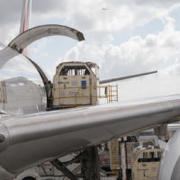 Emirates SkyCargo Horses 0123 Metropolitan Airport News