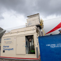 Emirates SkyCargo Horses 0177 Metropolitan Airport News