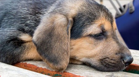 The Expert’s Guide to Flying With Your Pets The Expert’s Guide to Flying With Your Pets