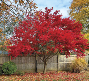 My Moonfire Japanese Maple tree named Frank