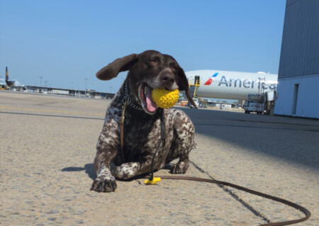 TSA Canines Enhancing Security at John F. Kennedy International Airport TSA explosives detection canine Ben is usually screening passengers at JFK International Airport. Here he takes a much-deserved break from screening passengers.