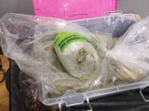 JFK Heroin Food Courier 002 Metropolitan Airport News