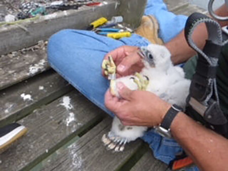 "Chick Cotton" Arrives On Bayonne Bridge