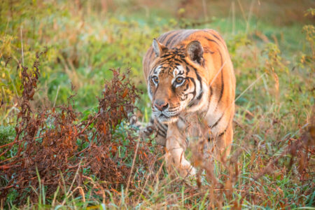 American Airlines Cargo Helps Move Last Tiger from Argentina Eco Park