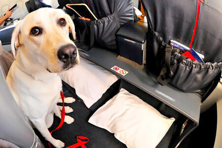new rules makes pet travel more difficult