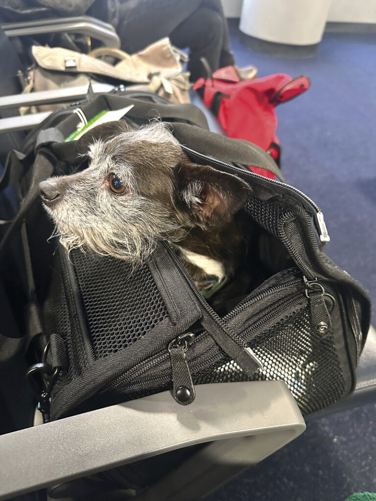 CAVU, Ceiling and Visibility Unlimited New York Airport Pierre Maggie's Dog