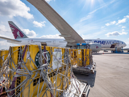 Qatar Airways Cargo Returns Seven Rescued Lions to Their Natural Habitat Qatar Airways Cargo Returns Seven Rescued Lions to Their Natural Habitat For Free