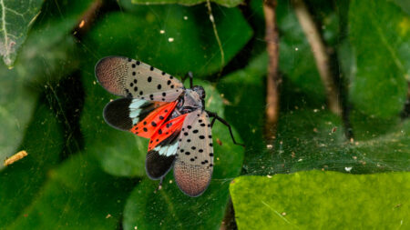 Spotted Lantern Fly