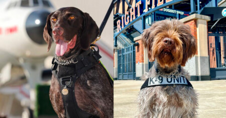 Two TSA Explosives Detection Canines from the New York Area Featured In TSA’s 2023 Canine Calendar Two TSA explosives detection canines from the New York area are featured in TSAs 2023 Canine Calendar Metropolitan Airport News