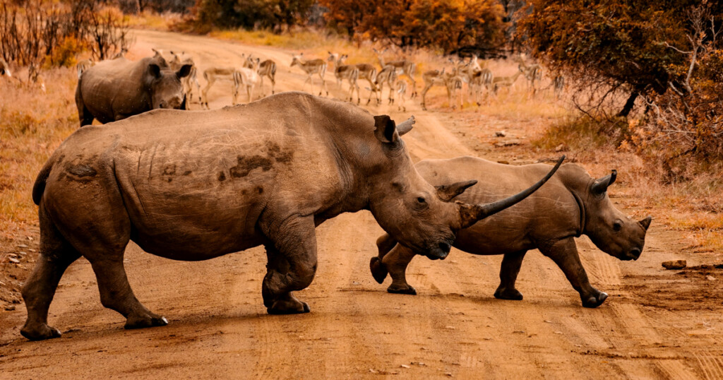 American Airlines Cargo Joins United for Wildlife As First U.S. Cargo Carrier United for Wildlife