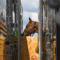 WEG Horse Day1 arrivals Metropolitan Airport News