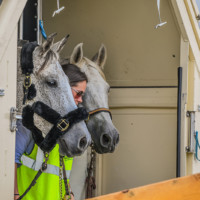 WEGHorsesDay1 2 Metropolitan Airport News