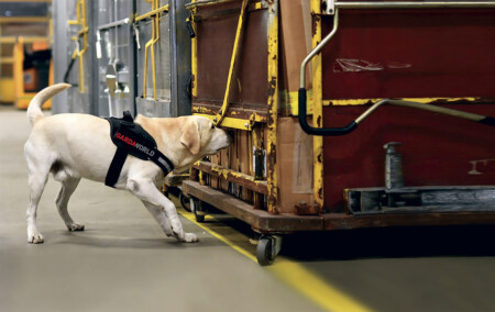 Working Dogs: Dog Sense at Airports Dog Sense at Airports