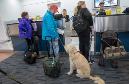 emotional support animal flight Metropolitan Airport News