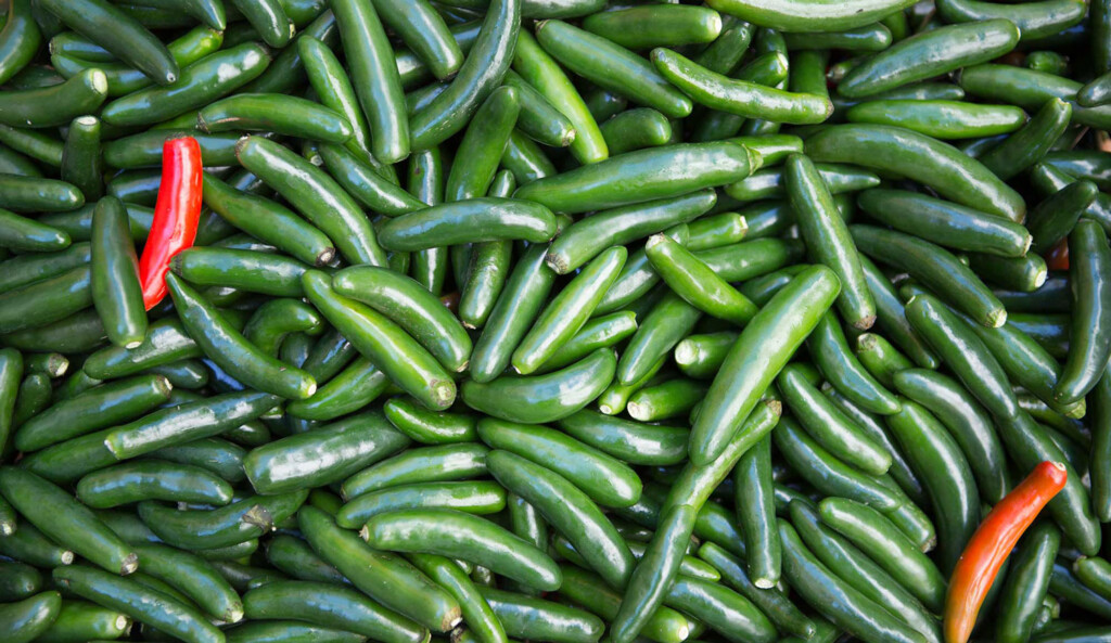 peppers Metropolitan Airport News