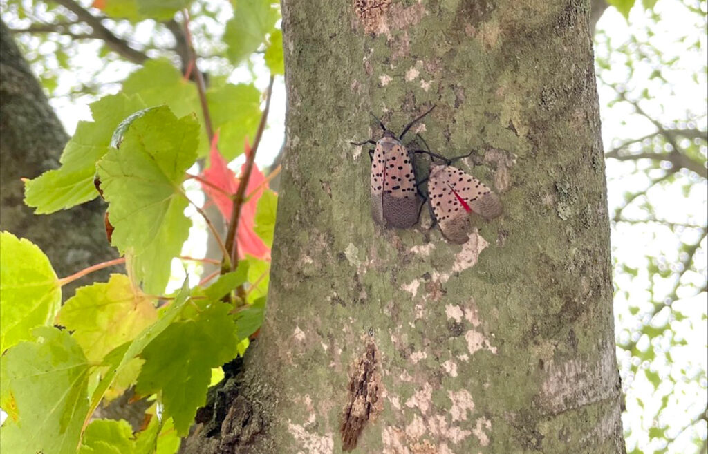 Creating Awareness About the Spotted Lanternfly Amongst Airport Workers New York Airport processed 540C0873 723A 451F 9180 67E9CF3BD61D Metropolitan Airport News